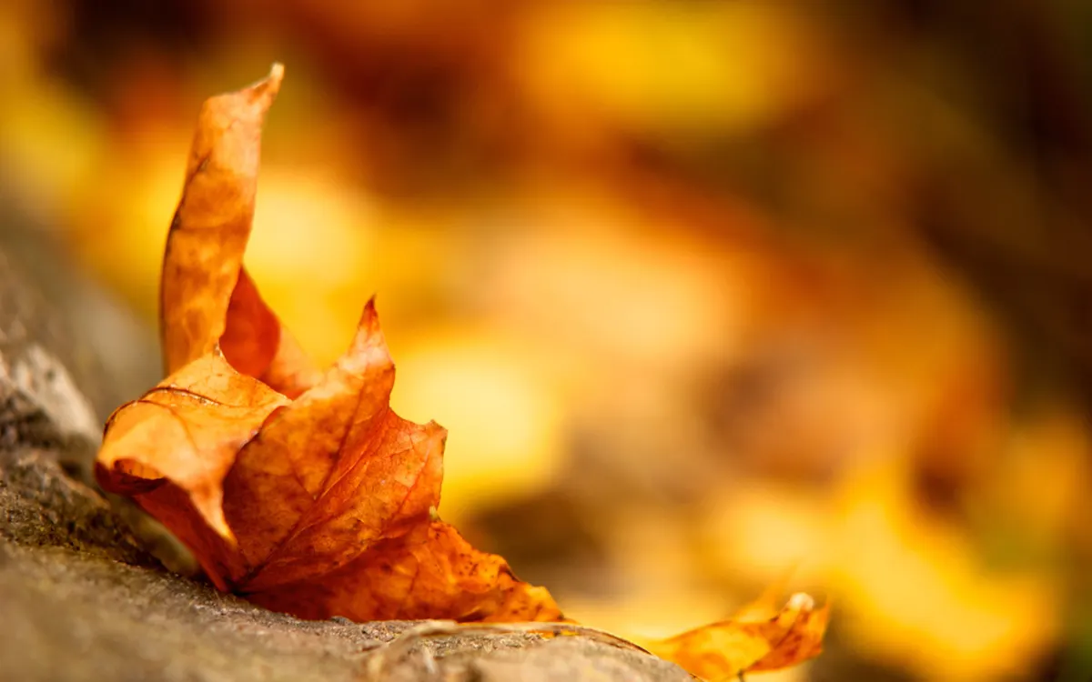 Best-Autumn-Leaf-Macro-Wallpaper-Background1