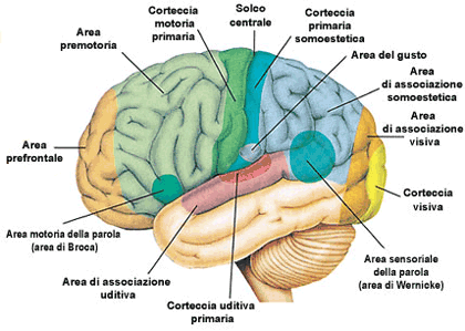 P_anatomia e fisiologia del cervello